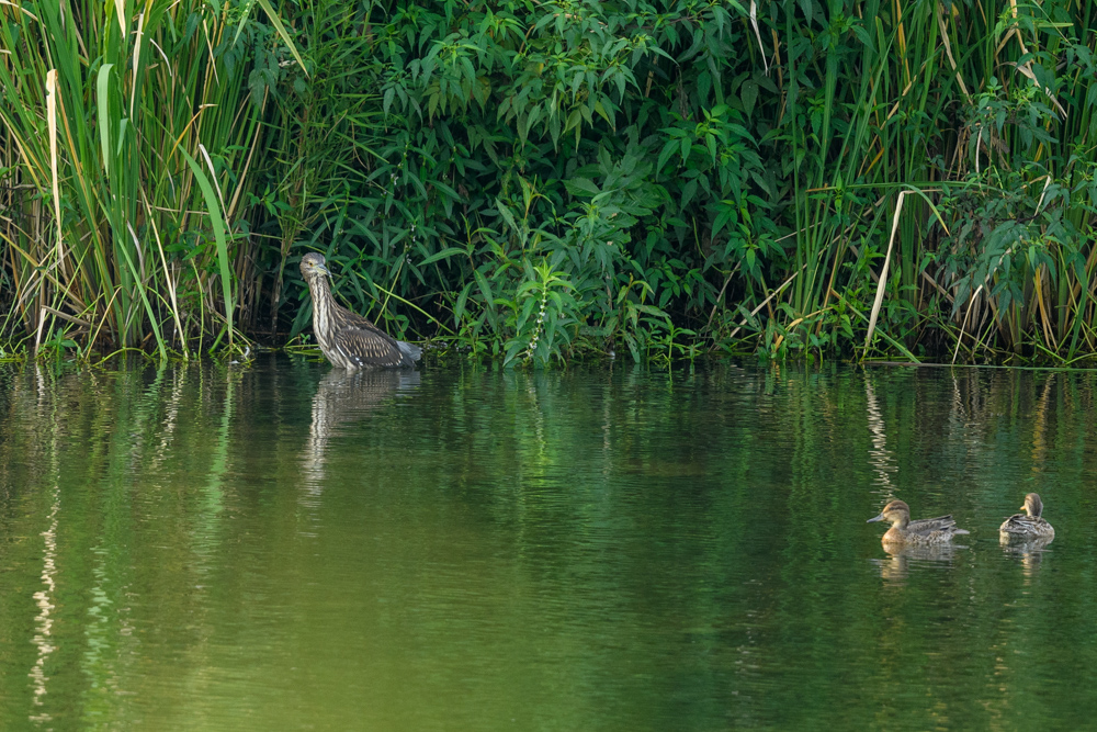 ゴイサギ幼鳥 / Juvenile Black-crowned Night Heron