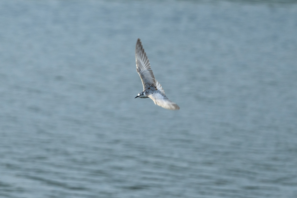 juvenile Whiskered Tern, or White-winged Black Tern