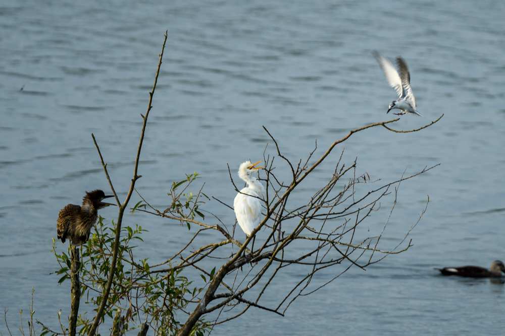 juvenile Whiskered Tern, or White-winged Black Tern