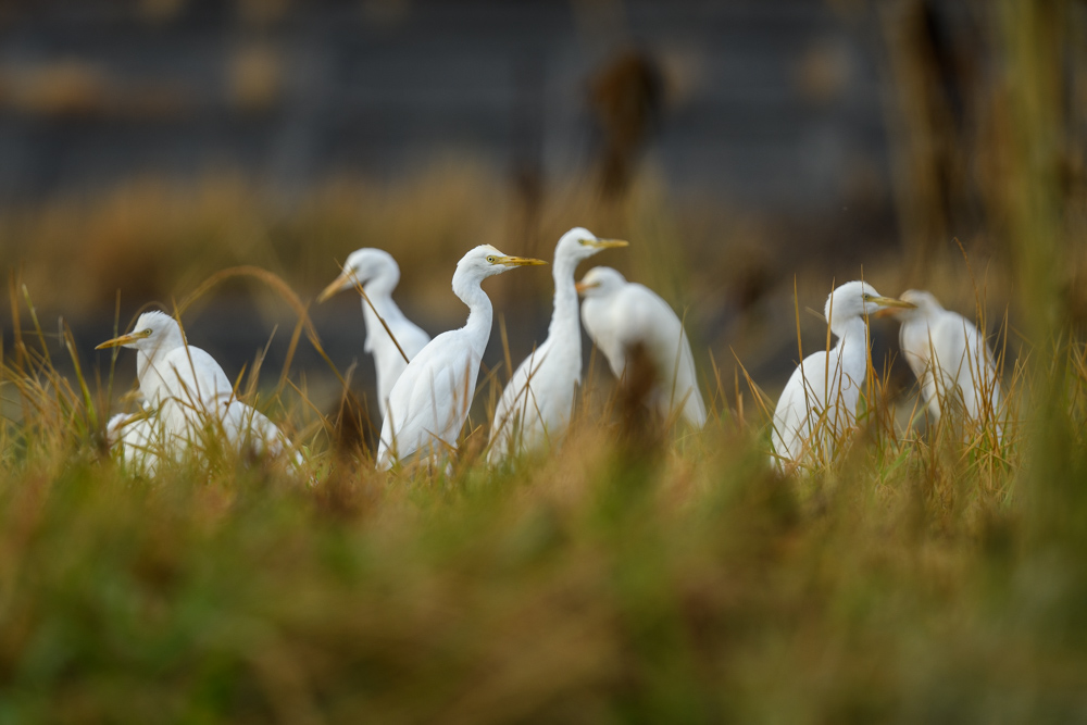 アマサギの集団 A group of Cattle Egret