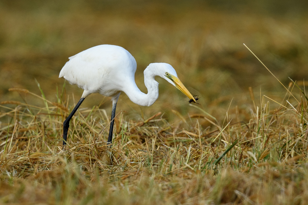 ダイサギ Great Egret