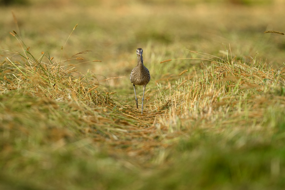 ホウロクシギ Far Eastern Curlew