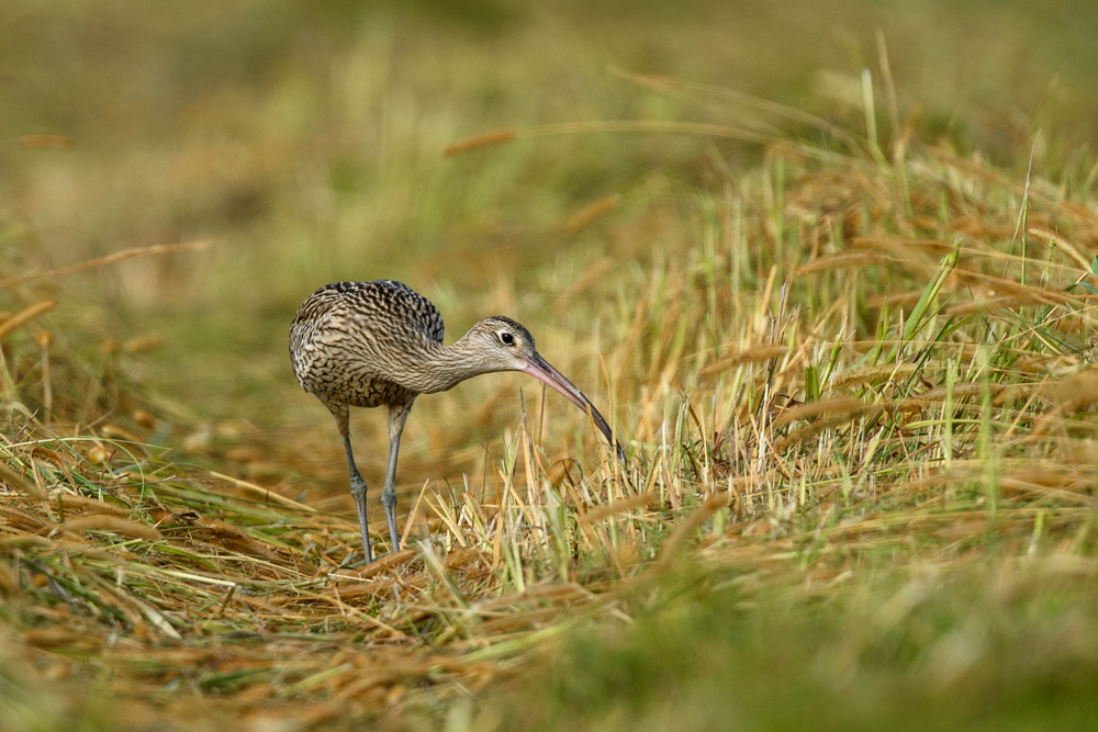 ホウロクシギ Far Eastern Curlew