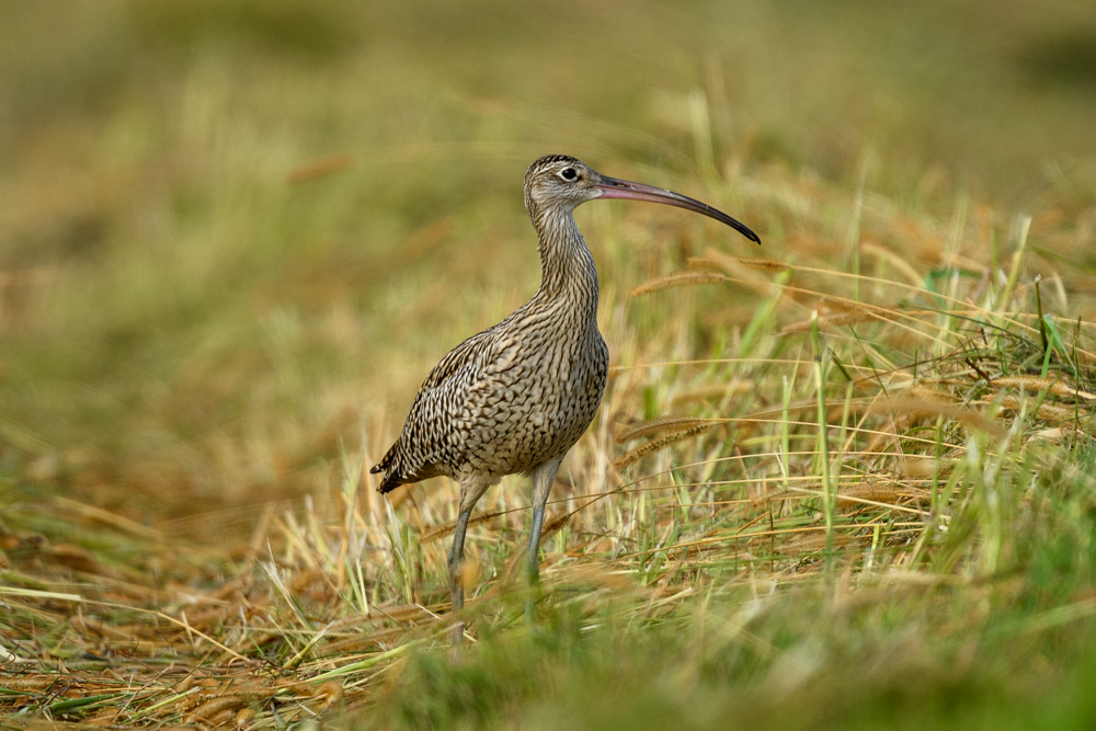 ホウロクシギ Far Eastern Curlew