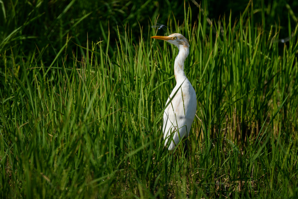 アマサギ Cattle Egret