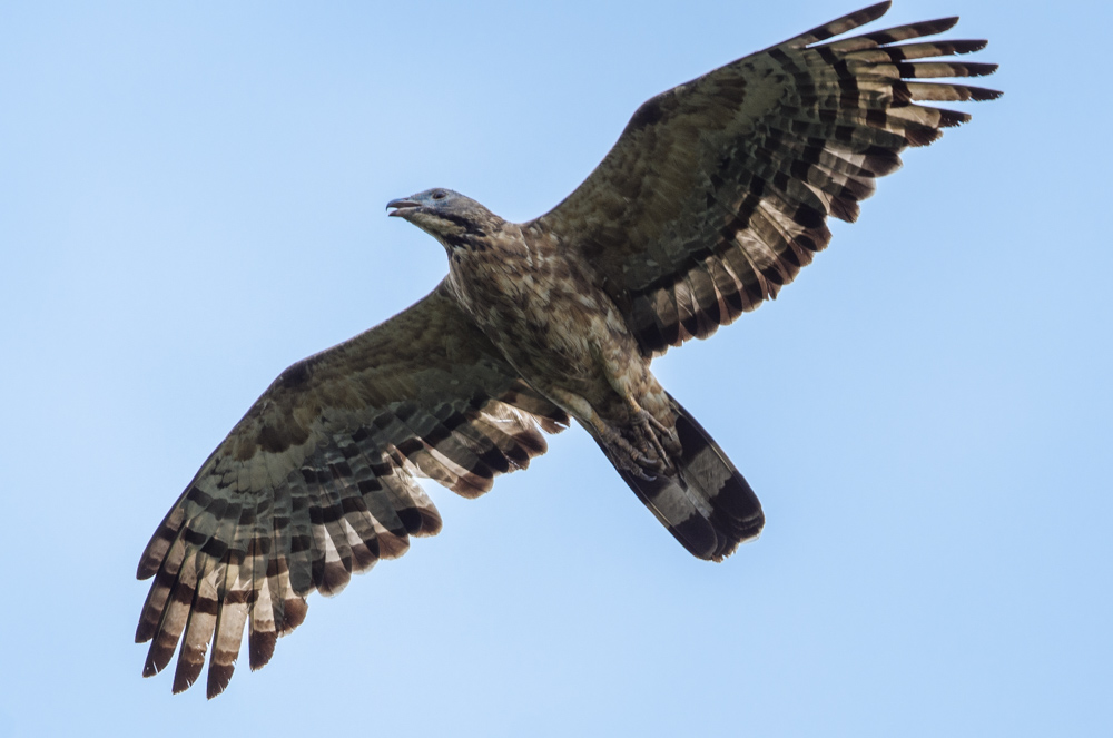 ハチクマ / Honey Buzzard