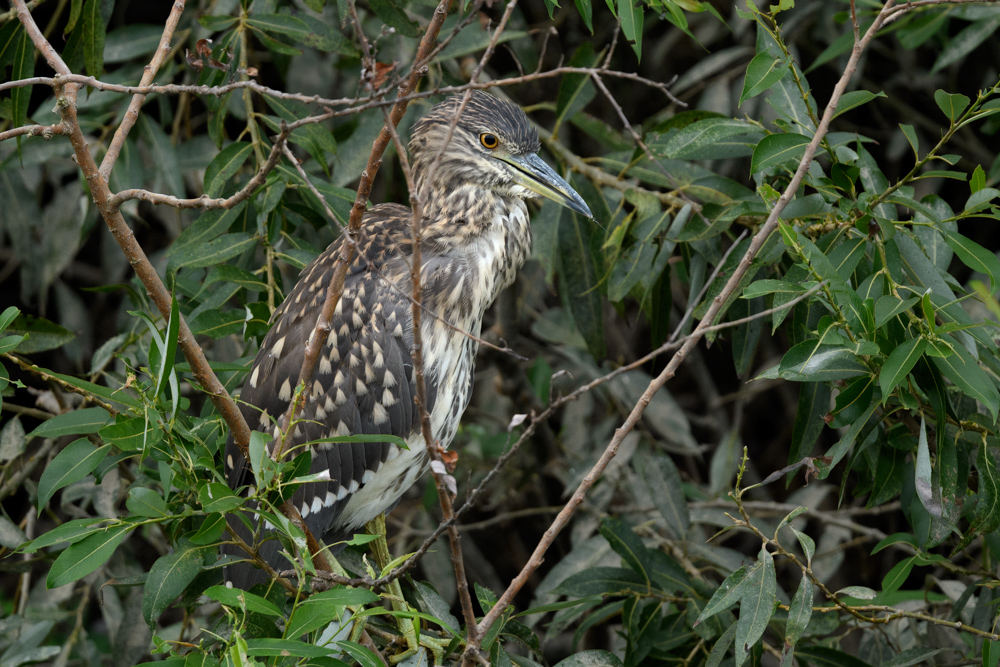 ゴイサギ幼鳥 / Juvenile Black-crowned Night Heron