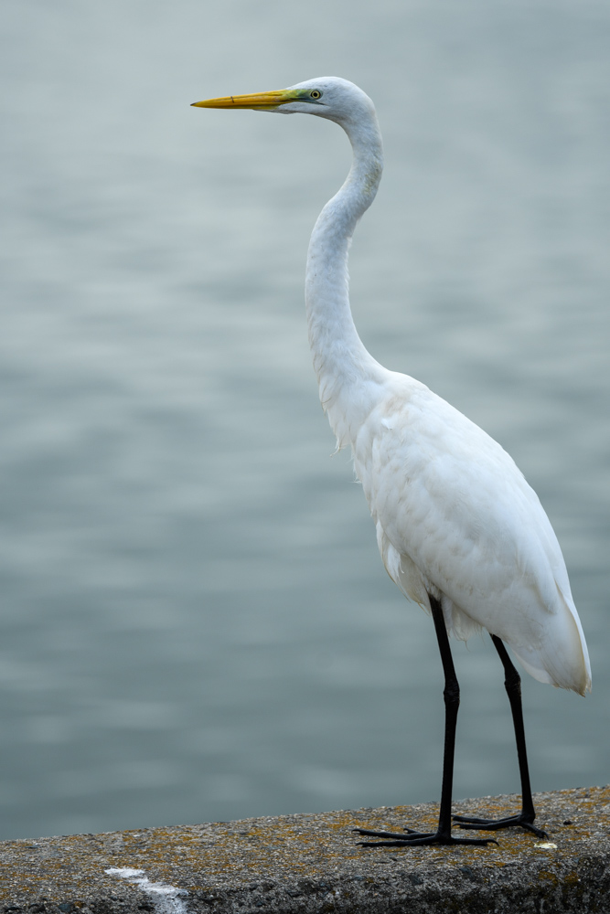 ダイサギ / Great Egret