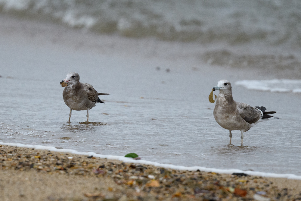 ウミネコ / Black-tailed Gull