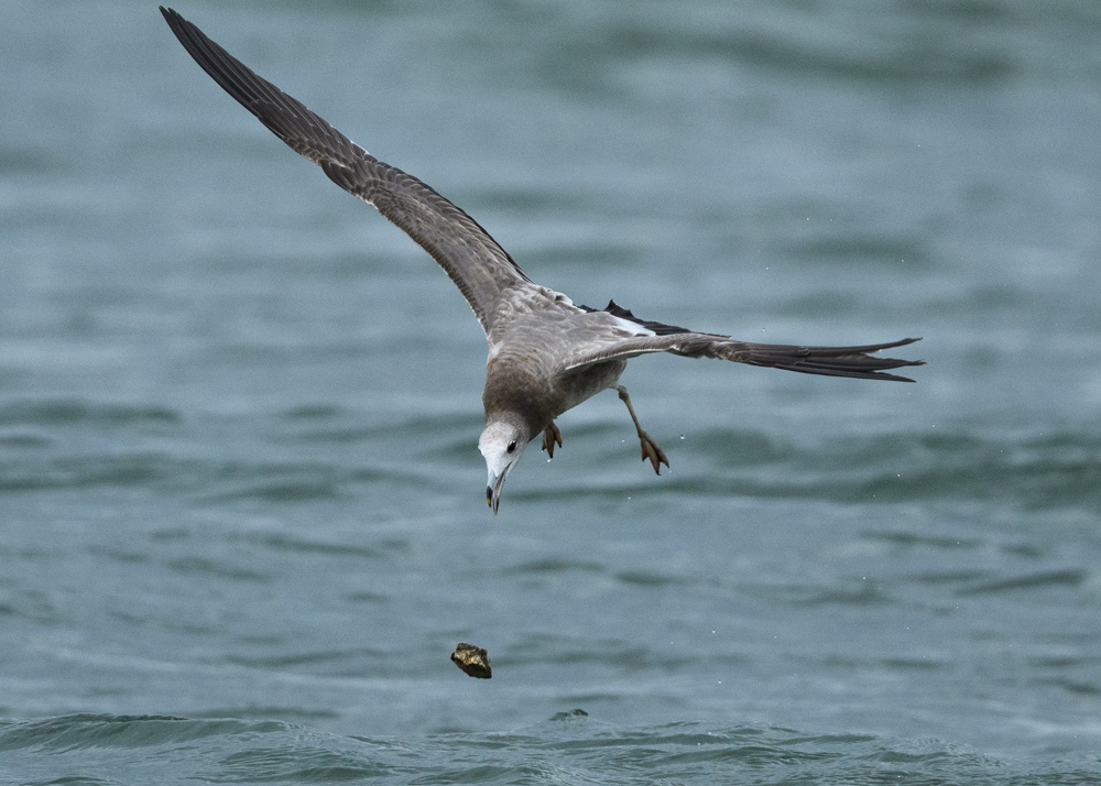 ウミネコ / Black-tailed Gull