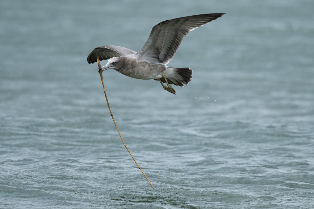 ウミネコ / Black-tailed Gull