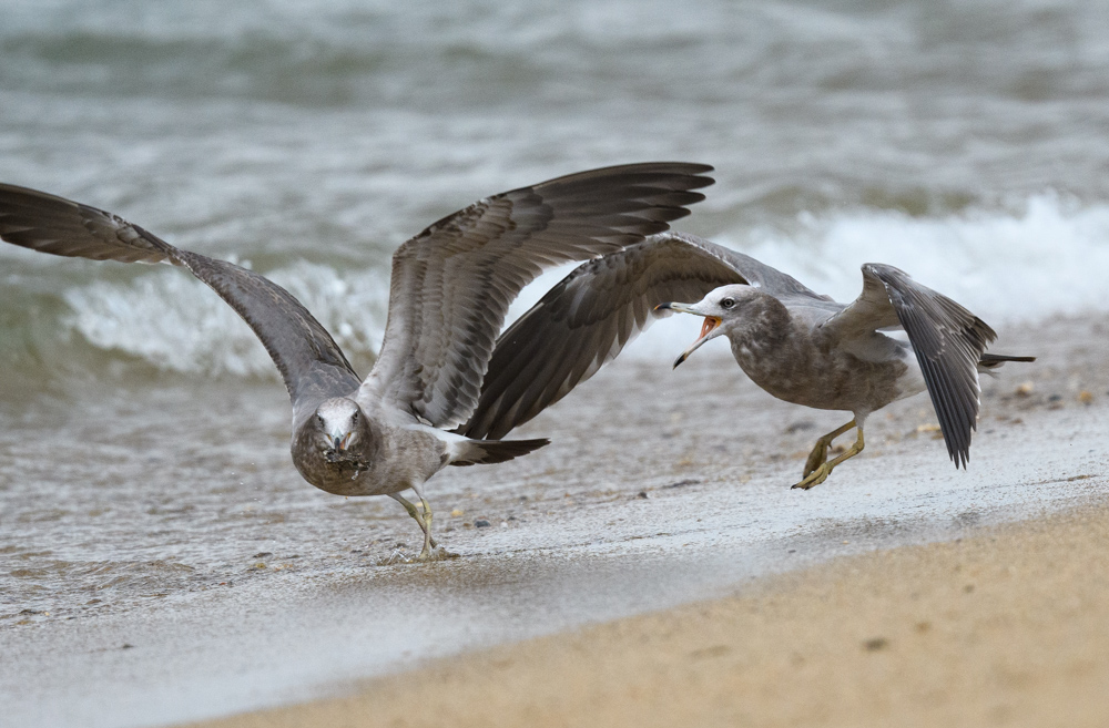 ウミネコ / Black-tailed Gull