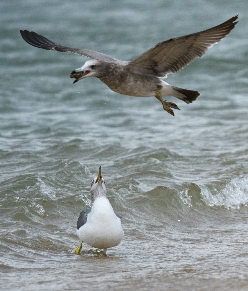 ウミネコ / Black-tailed Gull