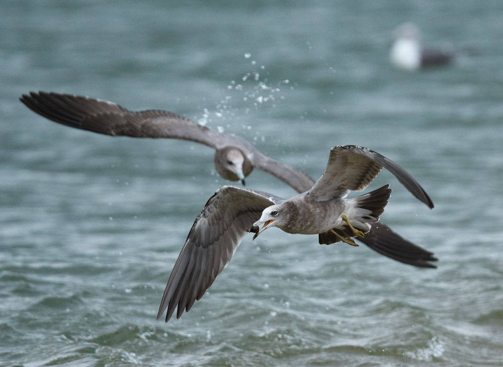 ウミネコ / Black-tailed Gull