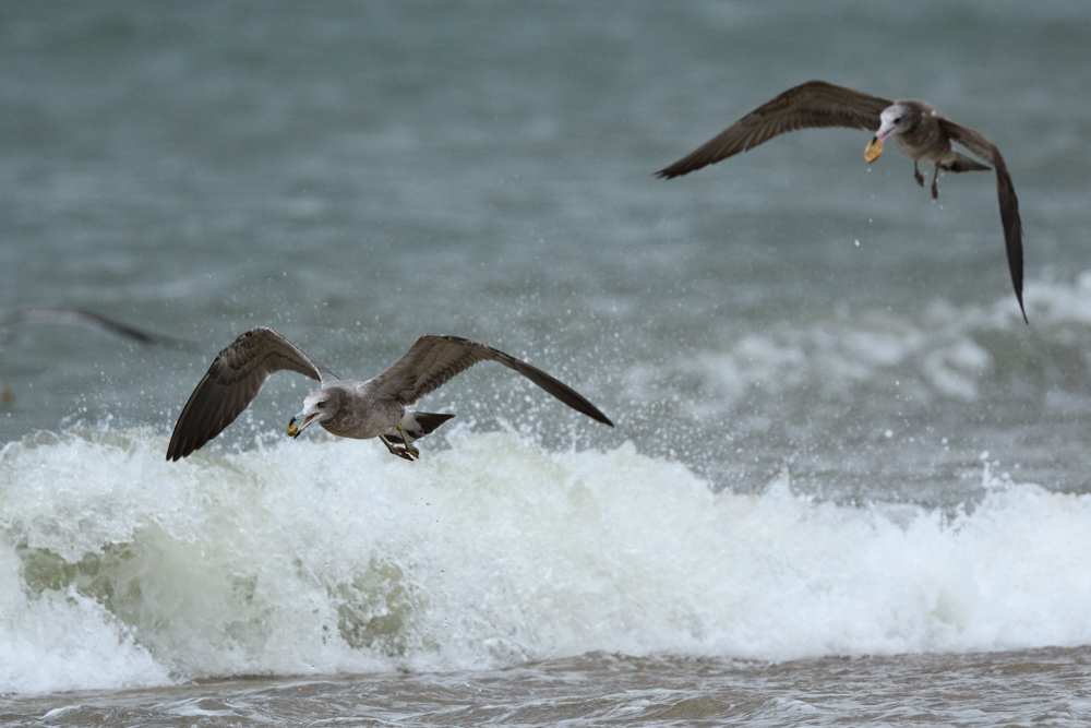 ウミネコ / Black-tailed Gull