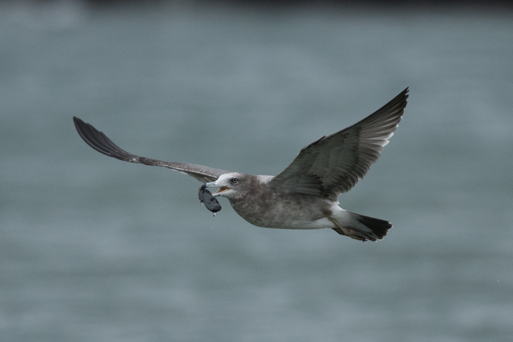 ウミネコ / Black-tailed Gull