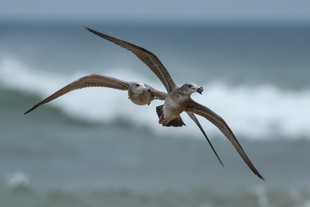 ウミネコ / Black-tailed Gull