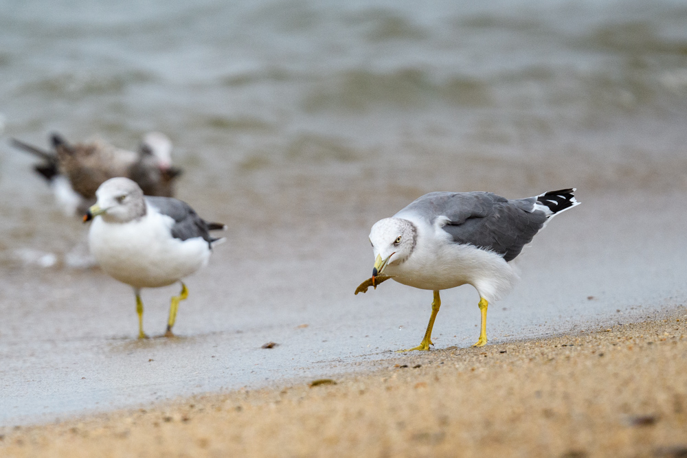 ウミネコ / Black-tailed Gull