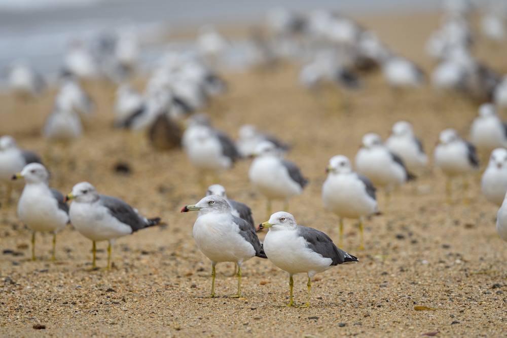 ウミネコ / Black-tailed Gull