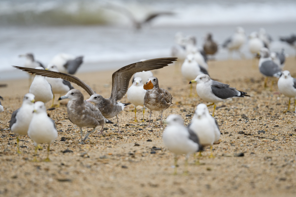 ウミネコ / Black-tailed Gull