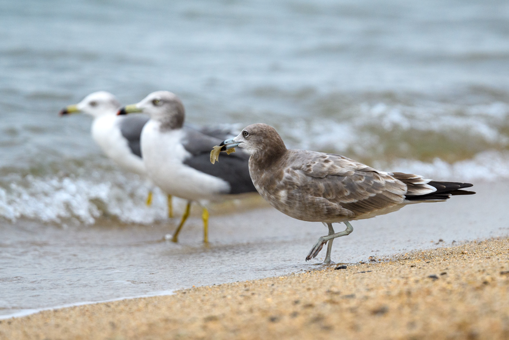 ウミネコ / Black-tailed Gull