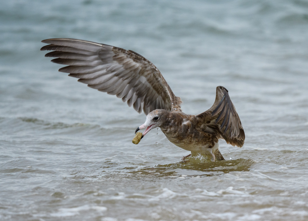 ウミネコ / Black-tailed Gull