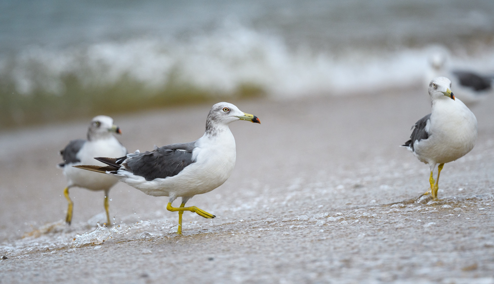 ウミネコ / Black-tailed Gull