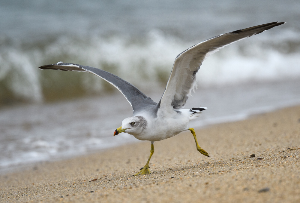 ウミネコ / Black-tailed Gull