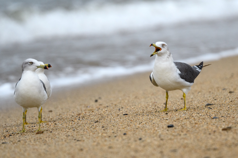 ウミネコ / Black-tailed Gull