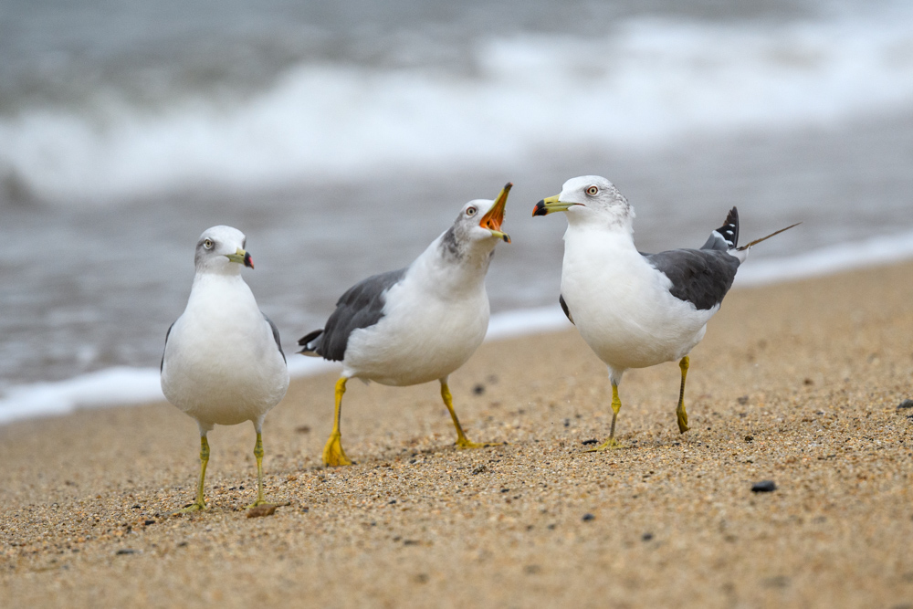 ウミネコ / Black-tailed Gull