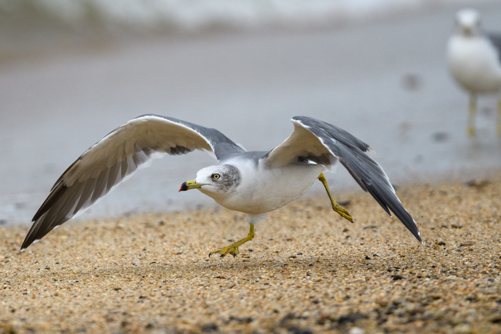 ウミネコ / Black-tailed Gull