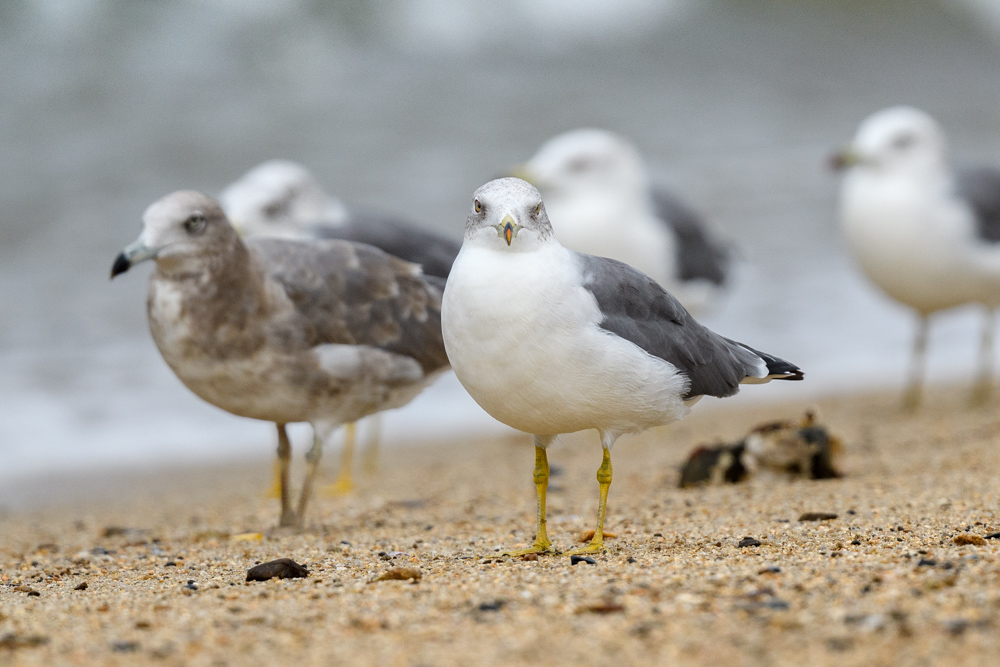 ウミネコ / Black-tailed Gull