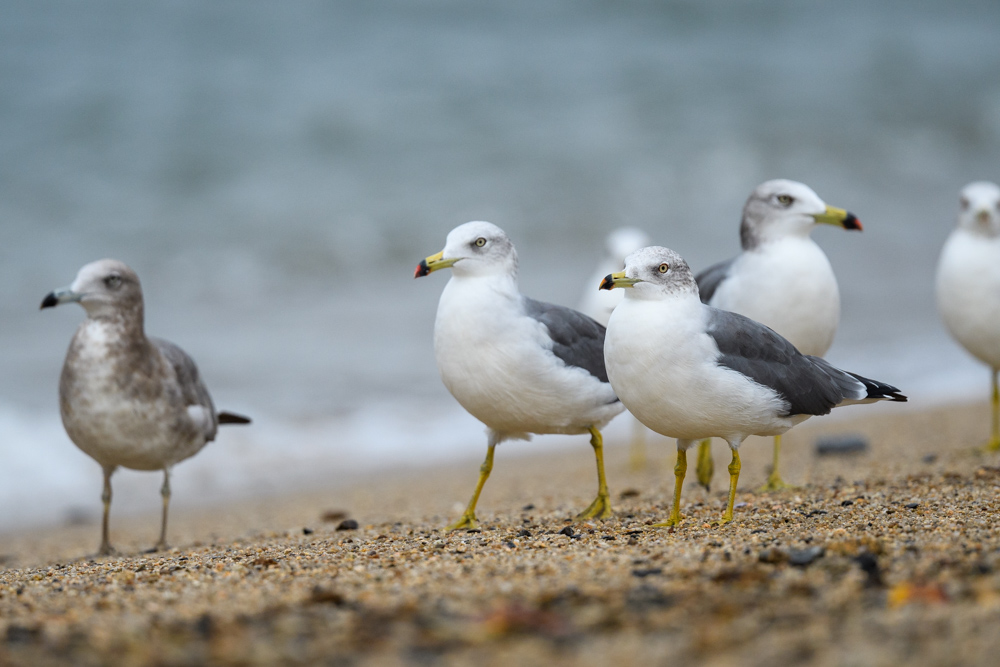 ウミネコ / Black-tailed Gull