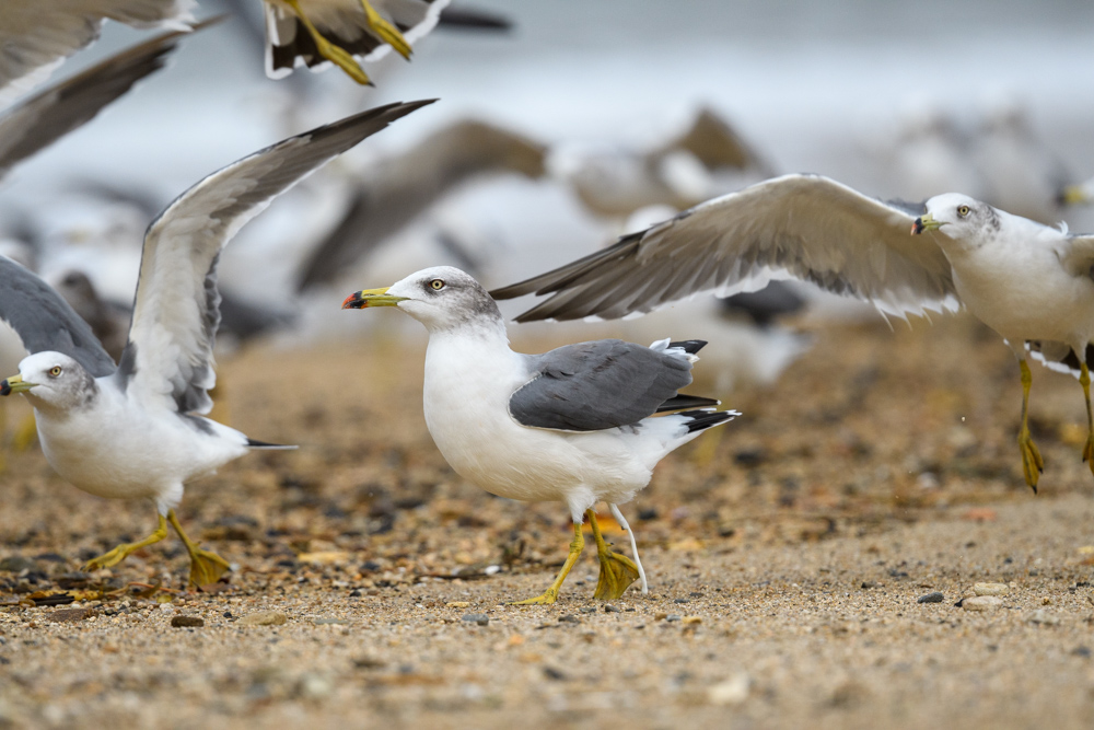 ウミネコ / Black-tailed Gull