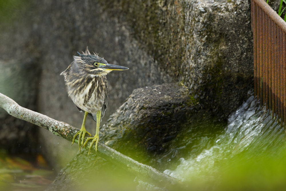 ササゴイ / Striated Heron