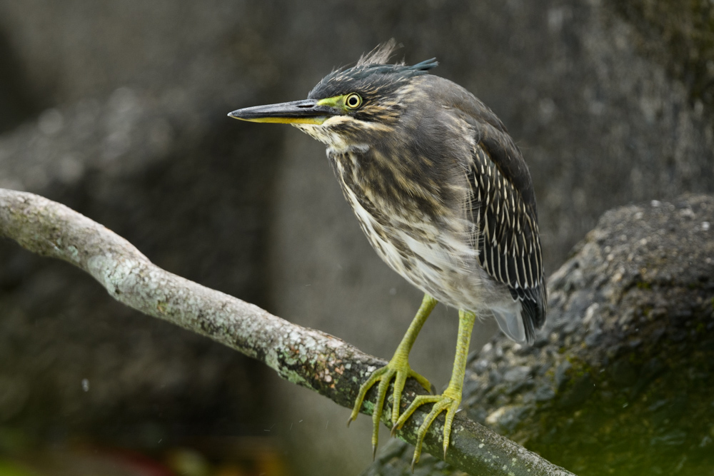 ササゴイ / Striated Heron