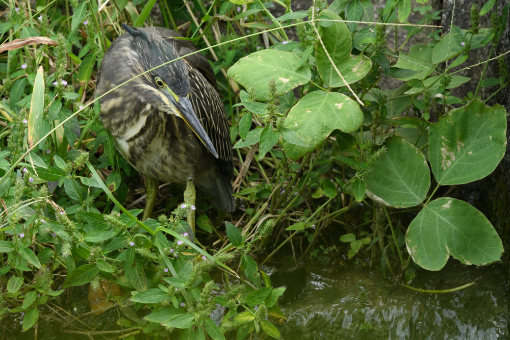 ササゴイ / Striated Heron