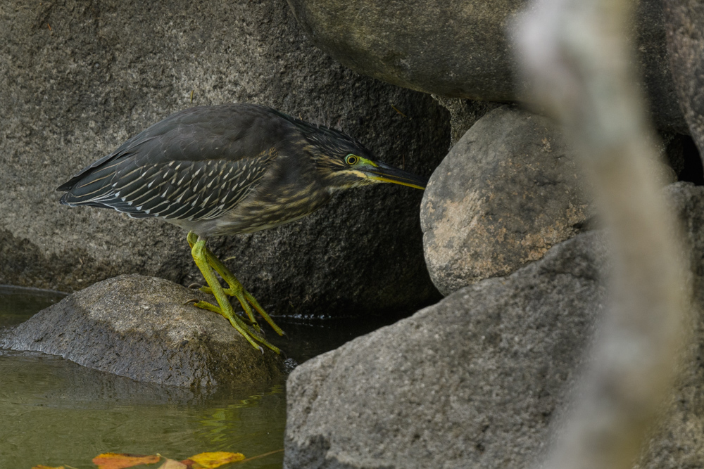 ササゴイ / Striated Heron