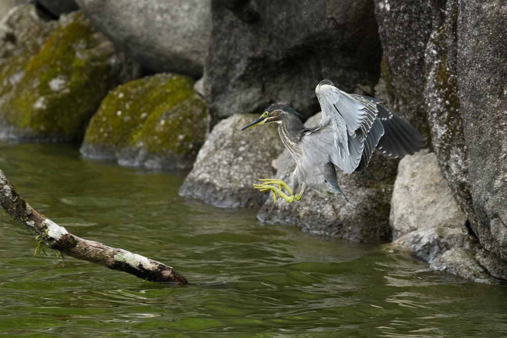 ササゴイ / Striated Heron