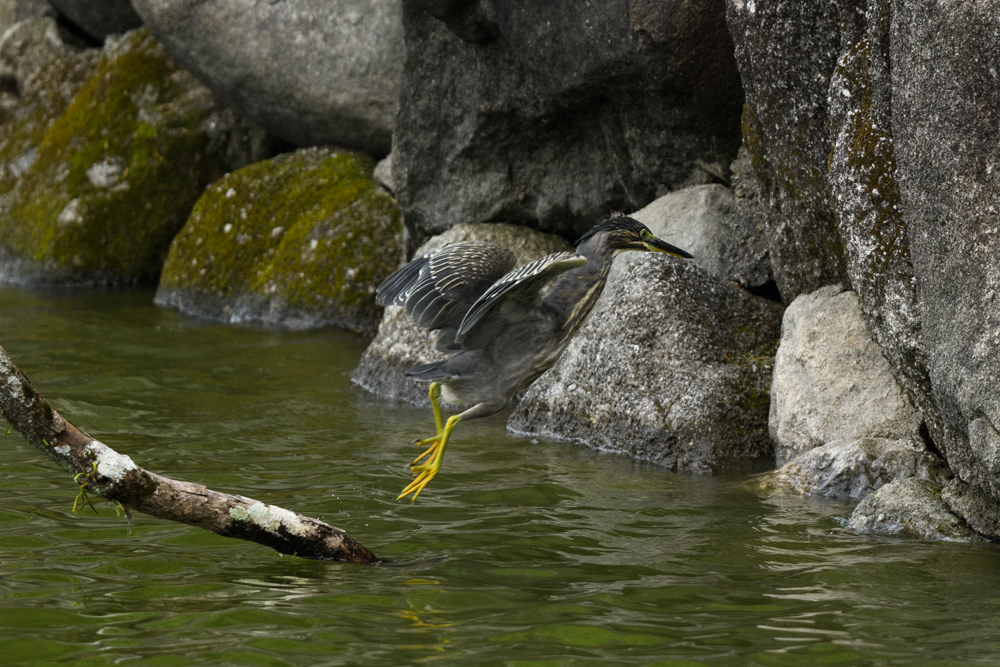 ササゴイ / Striated Heron