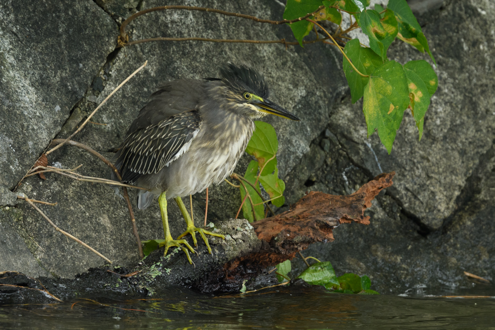 ササゴイ / Striated Heron