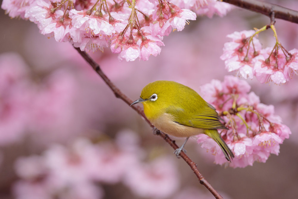 メジロと桜 / Cherry blossoms and Japanese white-eye