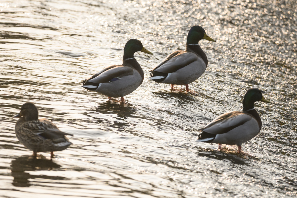 マガモ Mallard