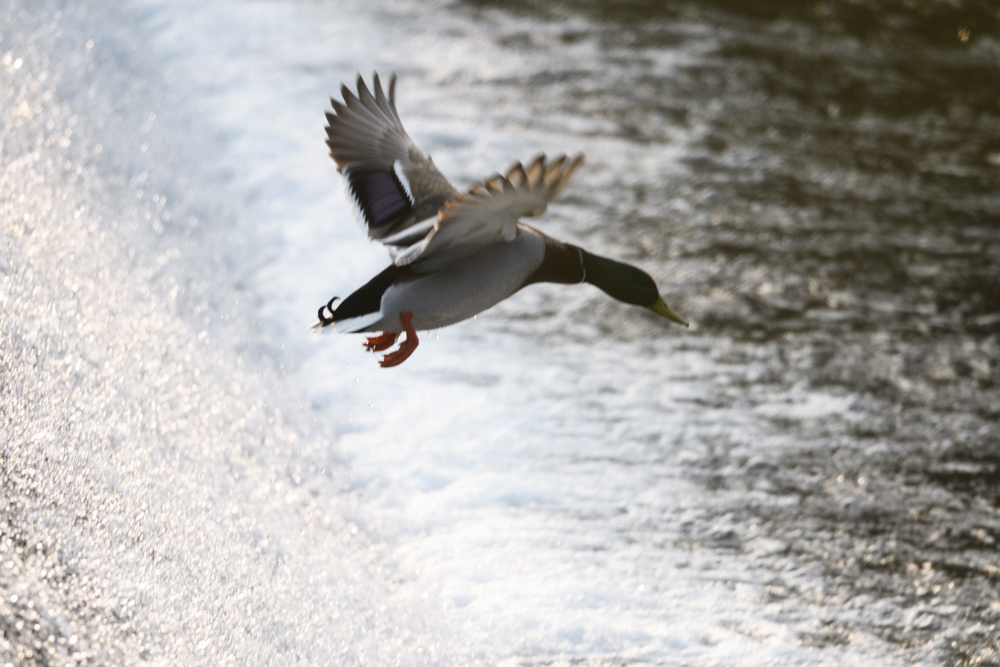 マガモ Mallard