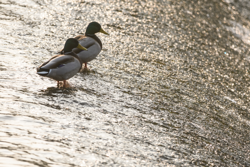 マガモ Mallard