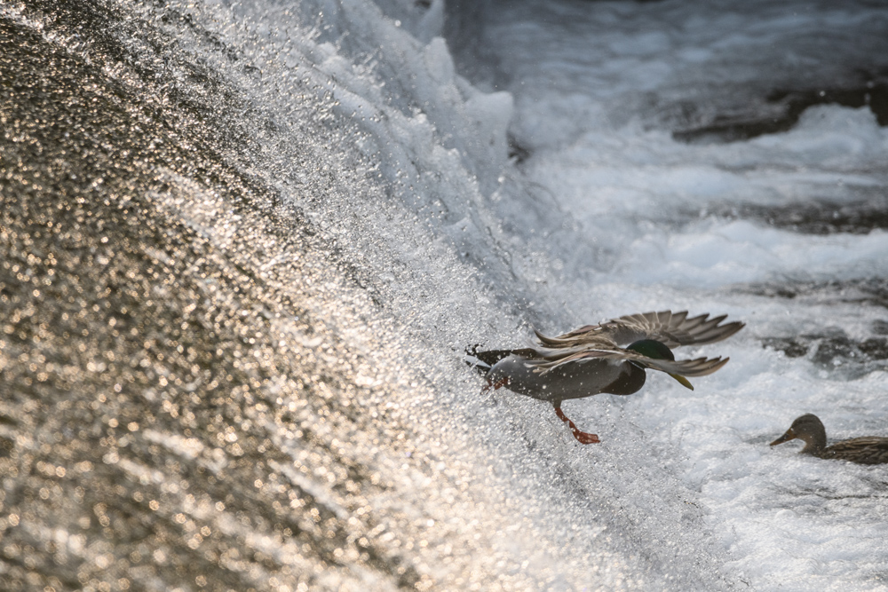 マガモ Mallard