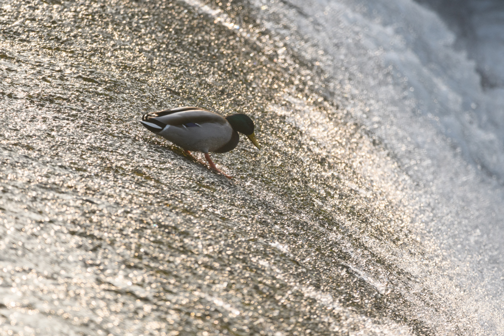 マガモ Mallard