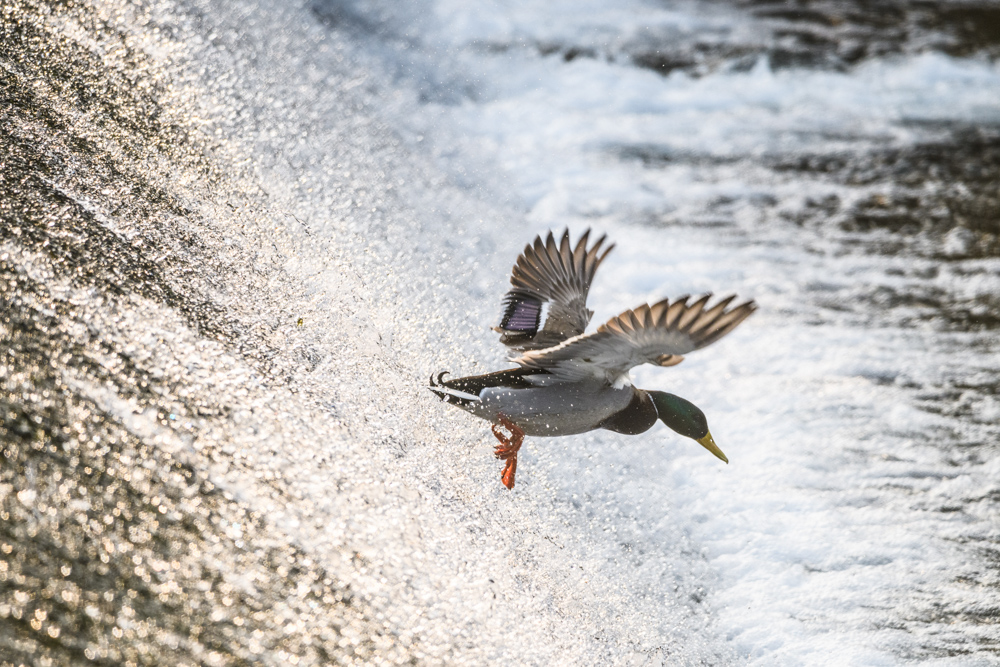 マガモ Mallard