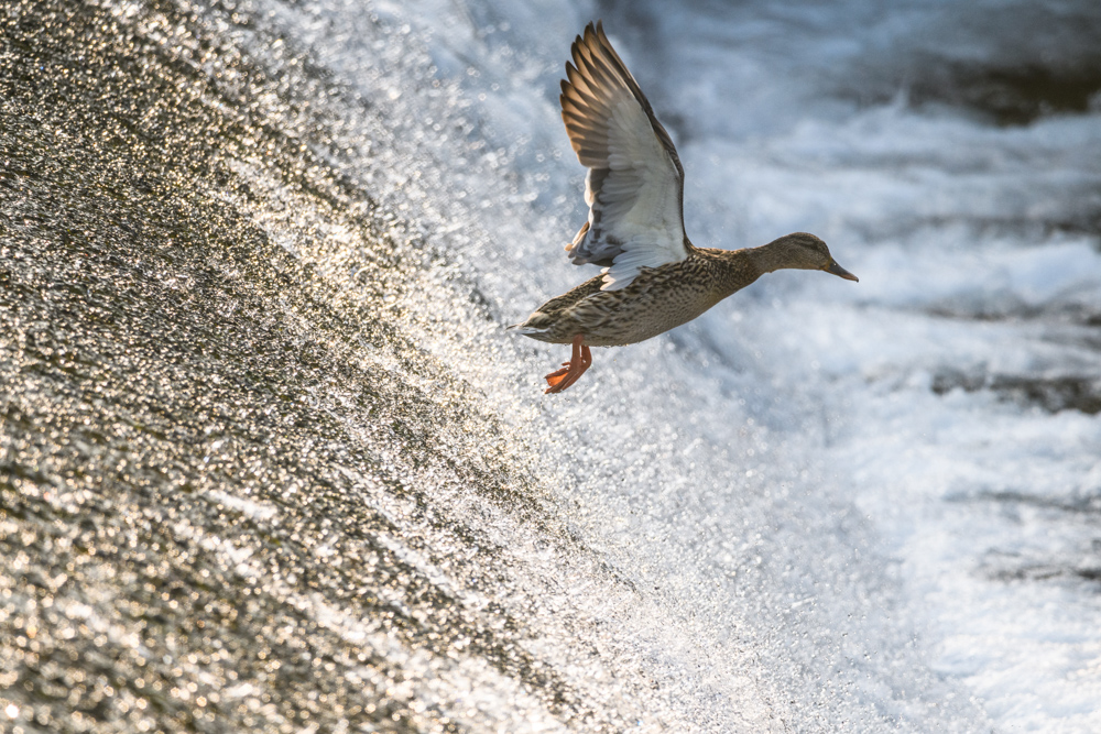 マガモ Mallard