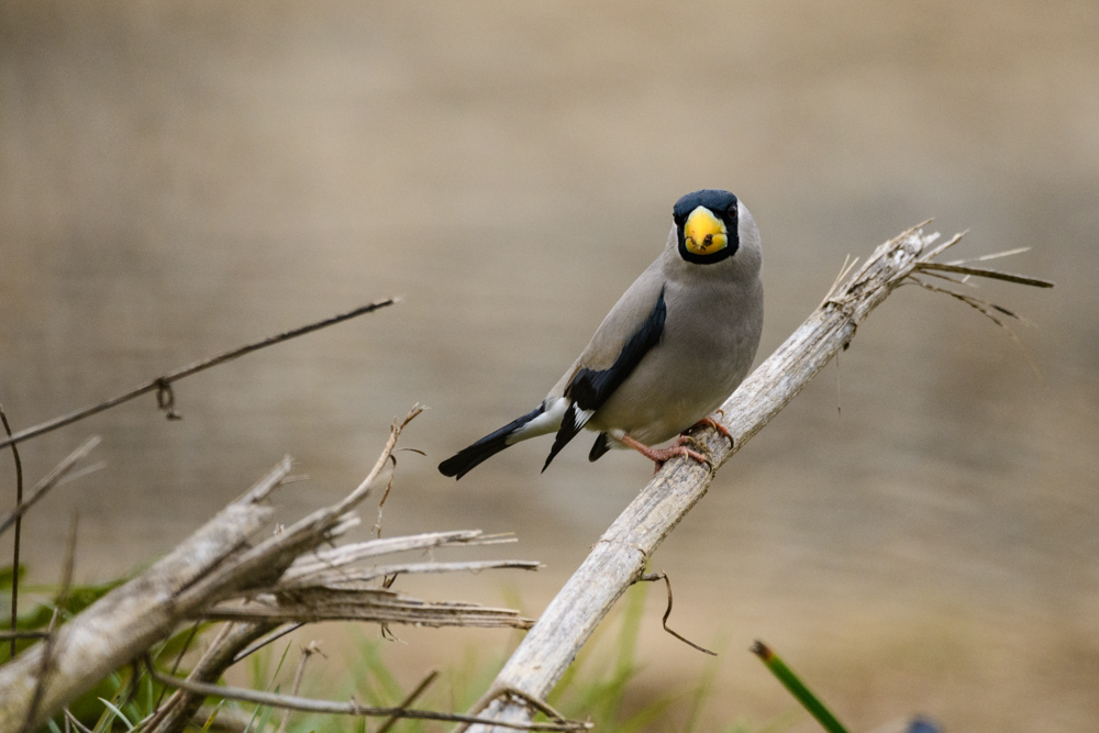 Japanese Grosbeak